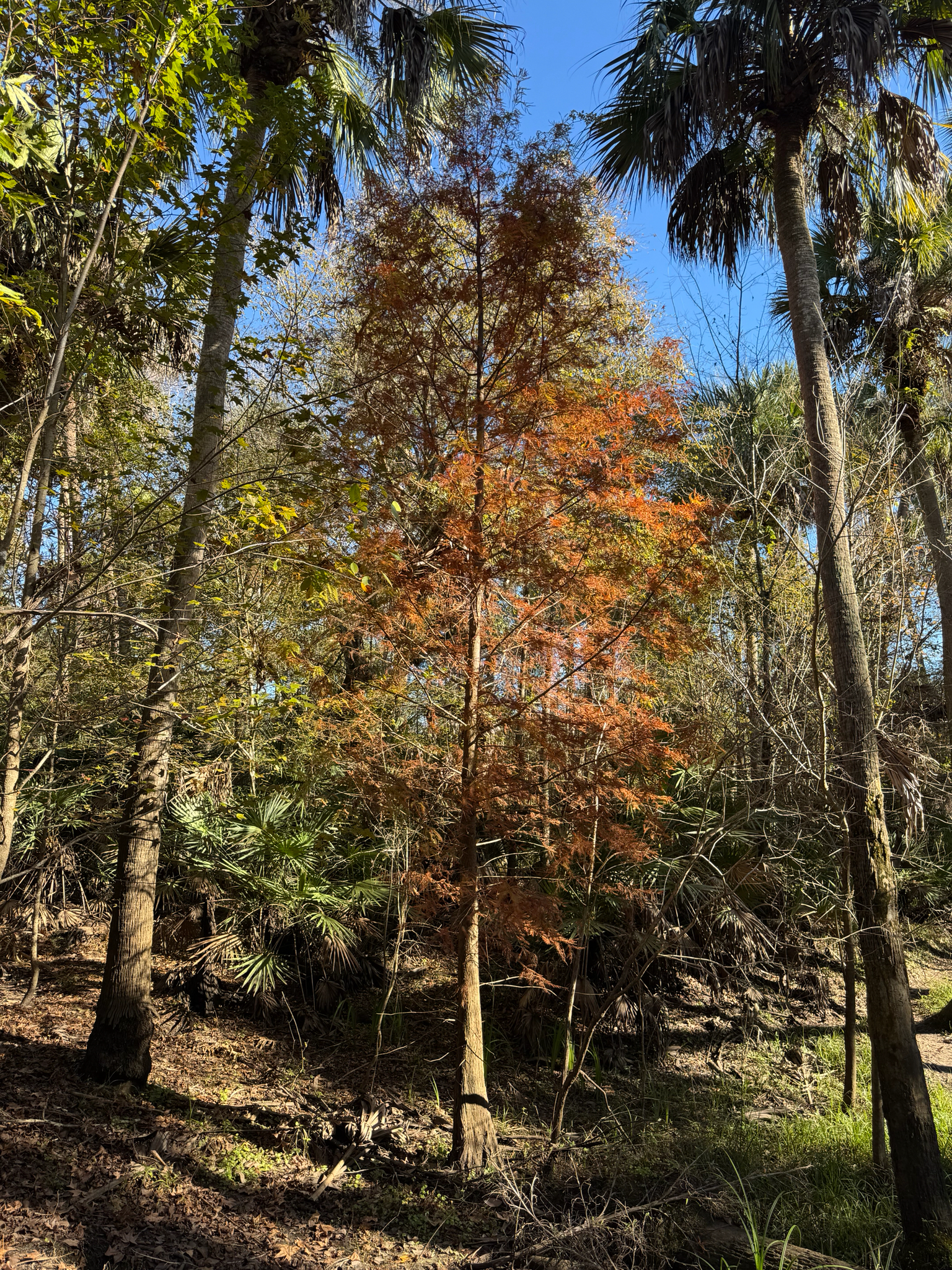 Bald Cypress (Taxodium distichum)