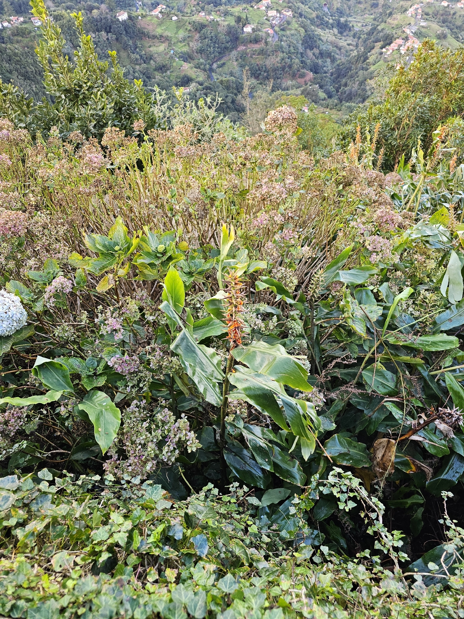 Hedychium × moorei W.Watson 3