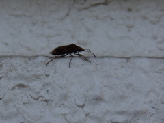 Lygaeoidea