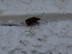 Lygaeoidea