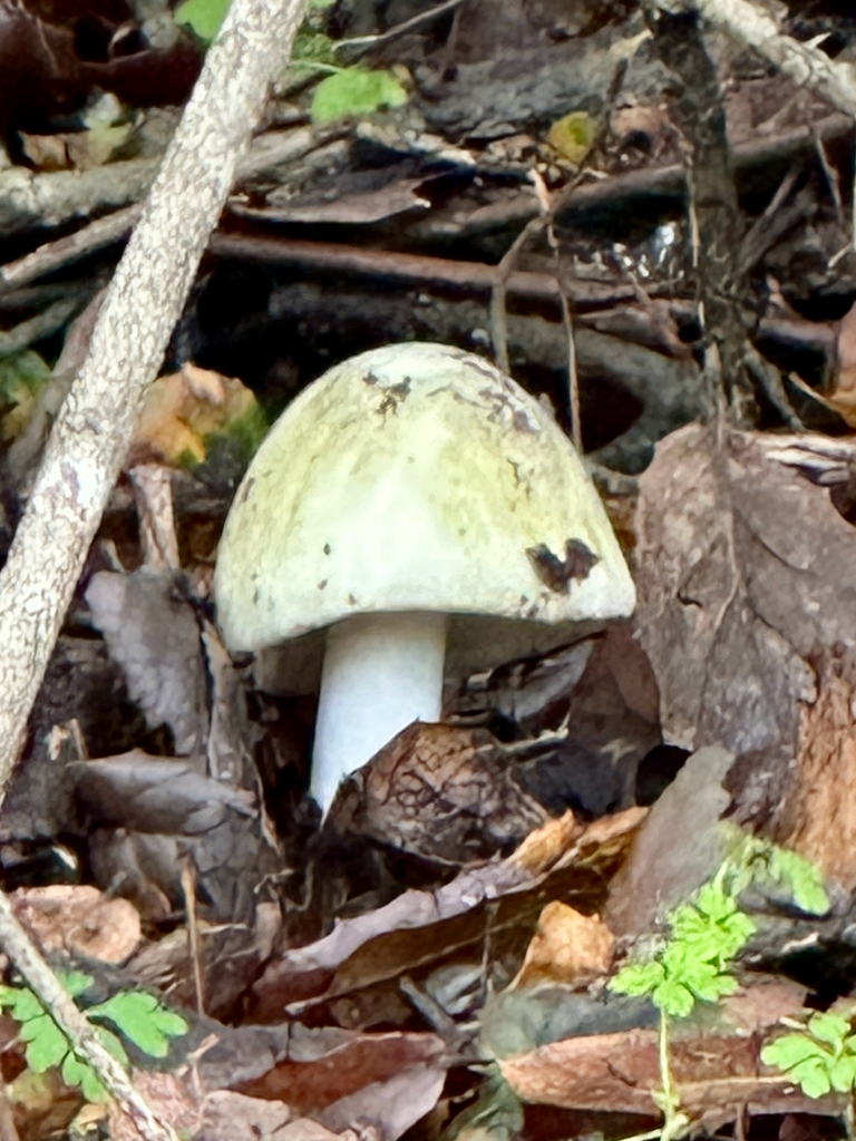 Amanita phalloides · January 2026 · photo: © gretchenparadis (iNaturalist, cc-by-nc)