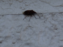Lygaeoidea
