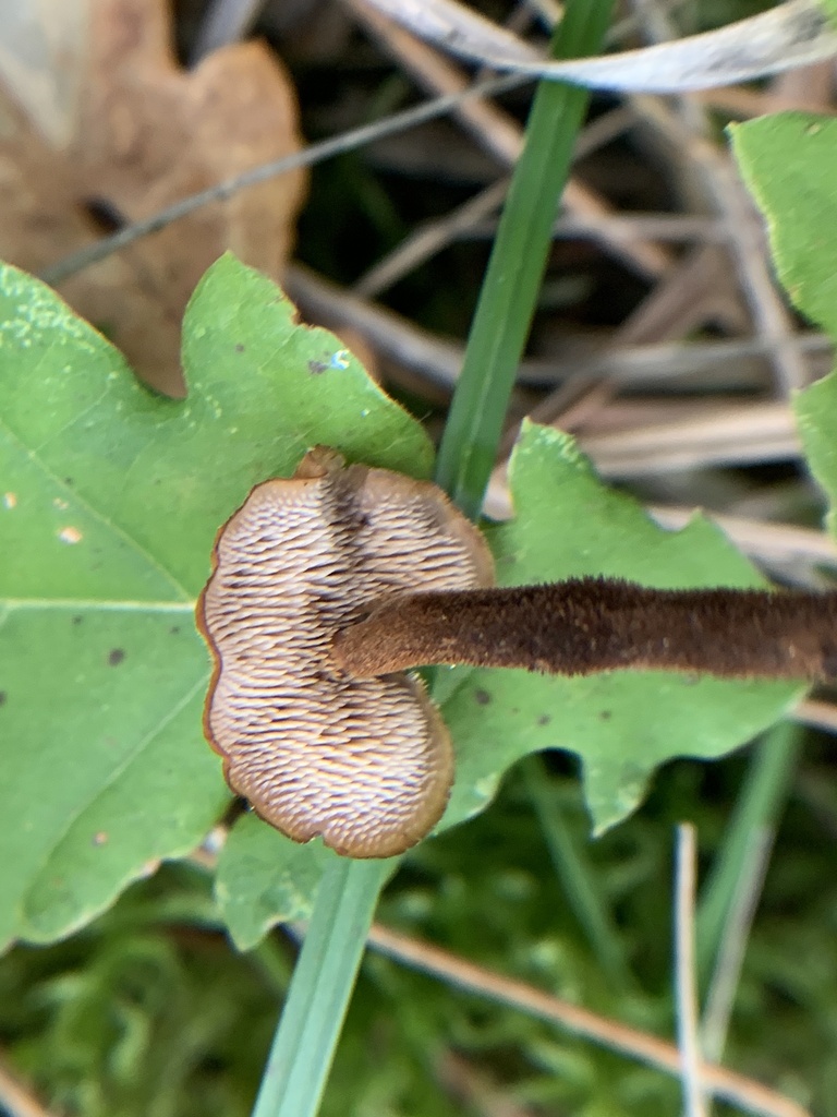 Auriscalpium vulgare · January 2026 · photo: © manuela9012 (iNaturalist, cc-by)