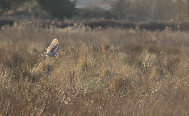 Western Barn Owl (Tyto alba), photo 2