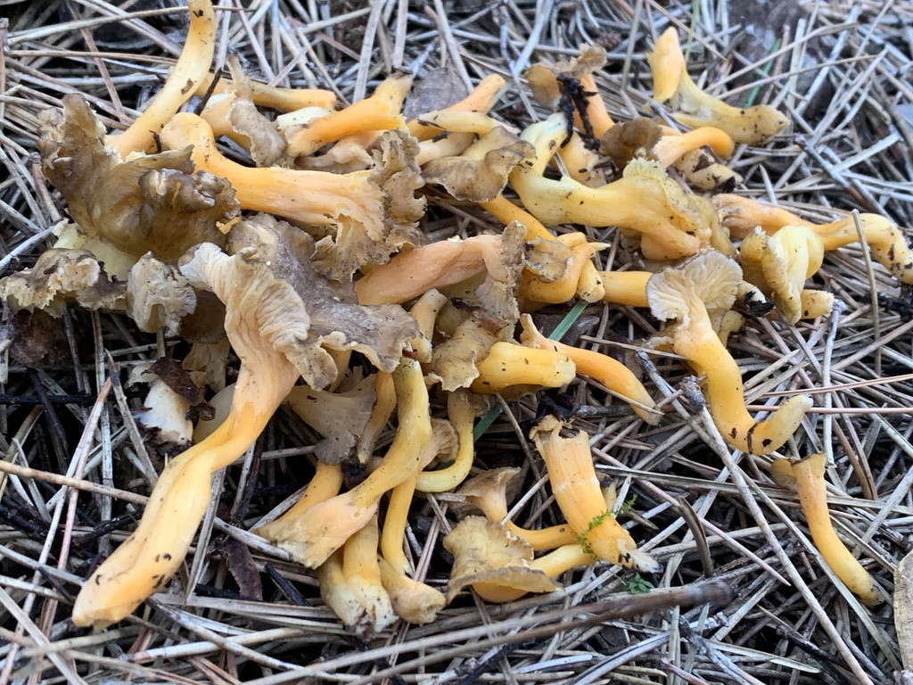 Craterellus lutescens · January 2026 · photo: © manuela9012 (iNaturalist, cc-by)