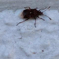 Lygaeoidea