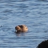 Eurasian Wigeon (Mareca penelope), photo 8