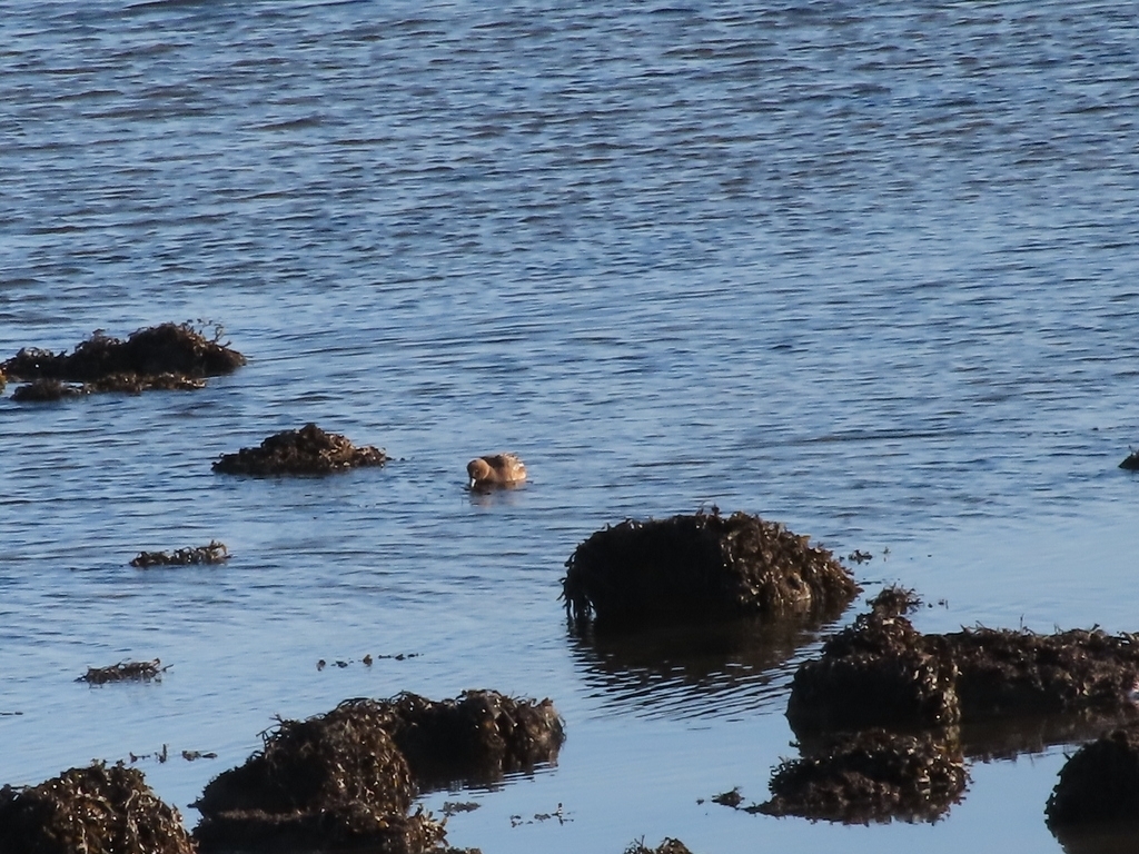 Eurasian Wigeon (Mareca penelope), photo 9