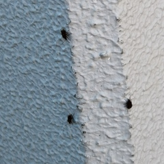 Lygaeoidea