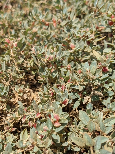 Atriplex semibaccata observed 2025-10-07