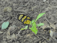 Methona themisto