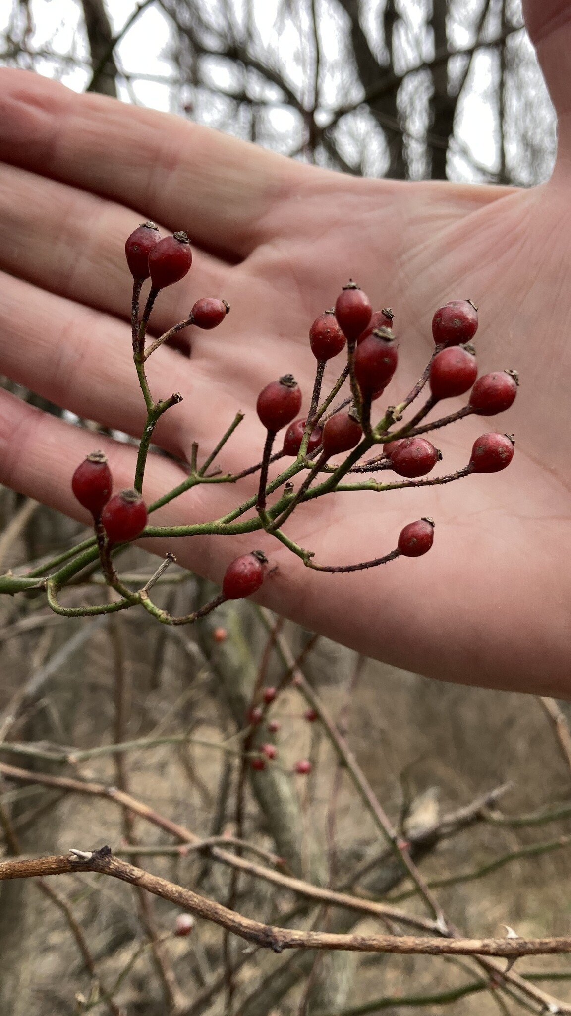 Imagem de rosa-multiflora