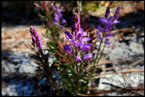 Polygala lewtonii image