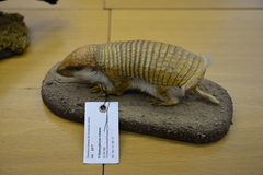 Greater Fairy Armadillo photo 1