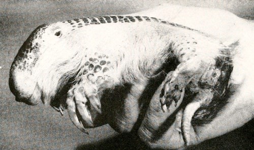 Greater Fairy Armadillo