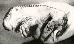 Greater Fairy Armadillo photo 3