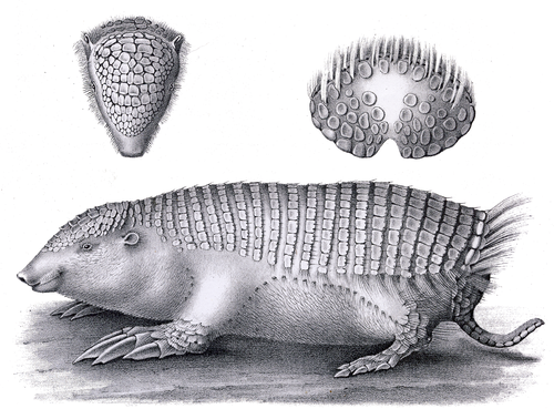 Greater Fairy Armadillo