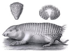 Greater Fairy Armadillo photo 2