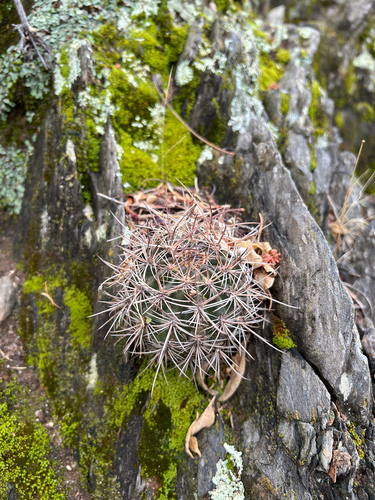 Echinopsis haematantha