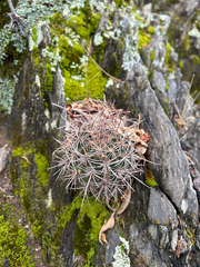 Echinopsis haematantha