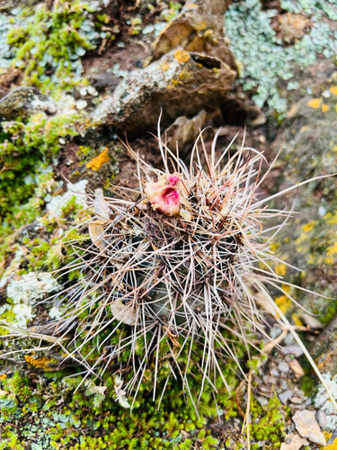 Echinopsis haematantha, photograph 1