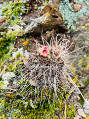 Echinopsis haematantha, photograph Kay Urban, CC BY, iNaturalist via GBIF