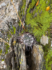 Echinopsis haematantha, photograph Kay Urban, CC BY, iNaturalist via GBIF
