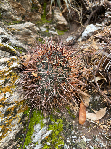 Echinopsis haematantha, photograph 5
