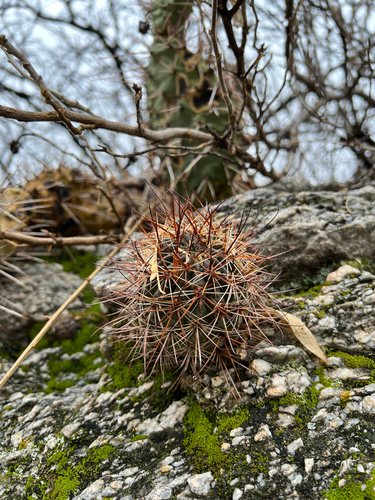 Echinopsis haematantha, photograph 6