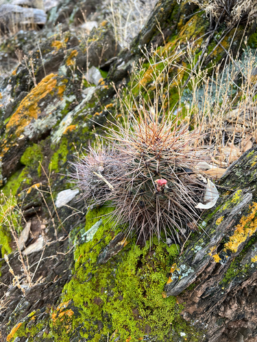 Echinopsis haematantha, photograph 2
