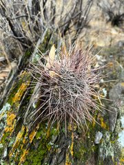 Echinopsis haematantha, photograph Kay Urban, CC BY, iNaturalist via GBIF