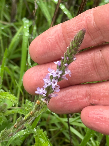 Vervain