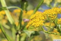 Polygonus leo arizonensis