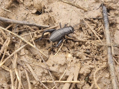Southern Field Cricket
