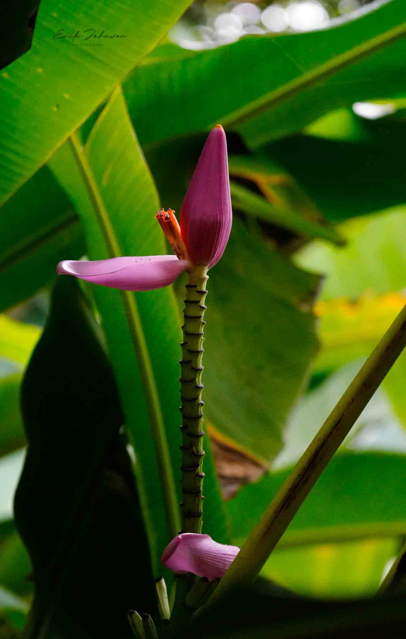 Musa × formobisiana H.L.Chiu, C.T.Shii & T.Y.A.Yang