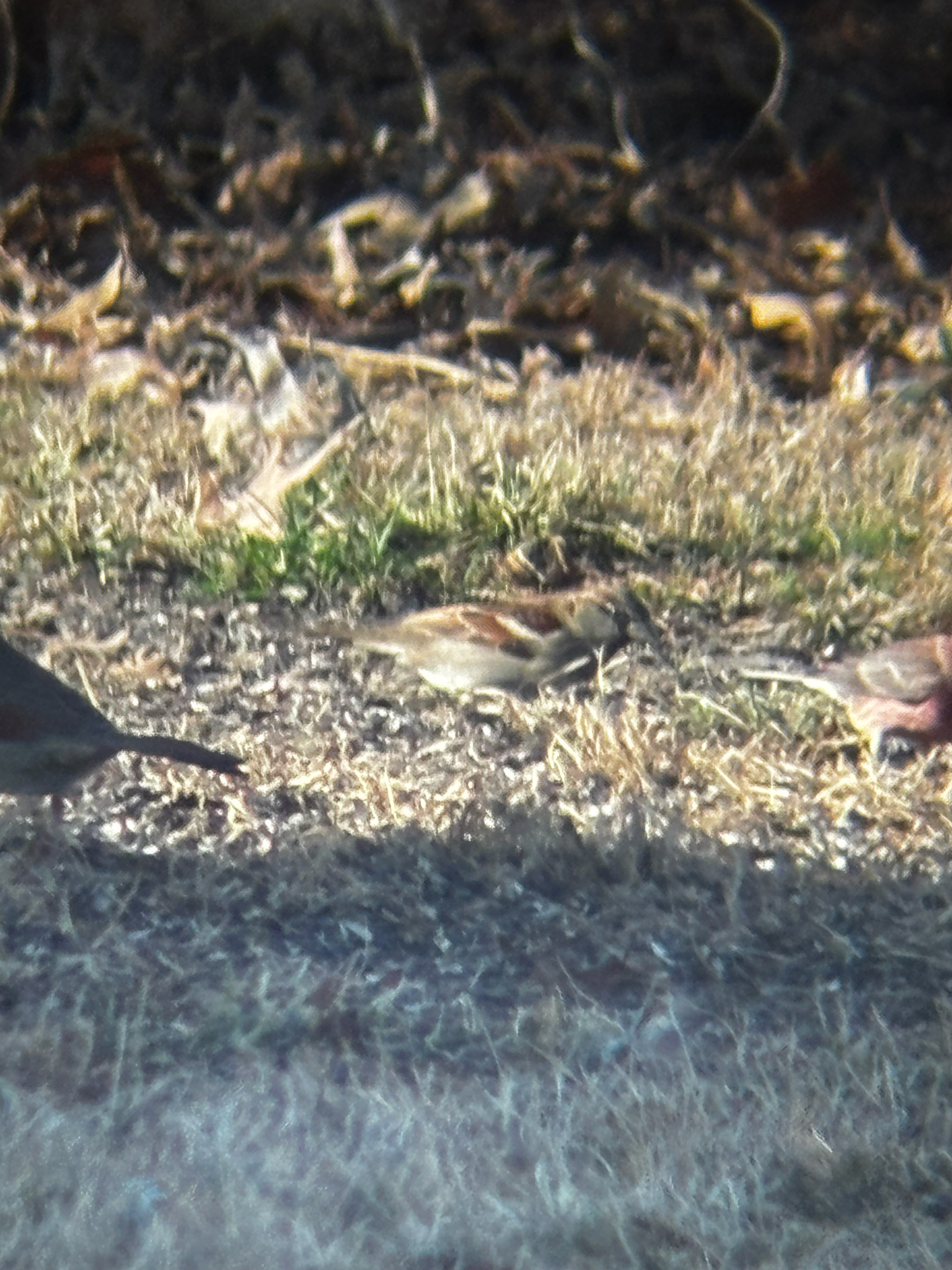 House Sparrow (Passer domesticus), photo 2