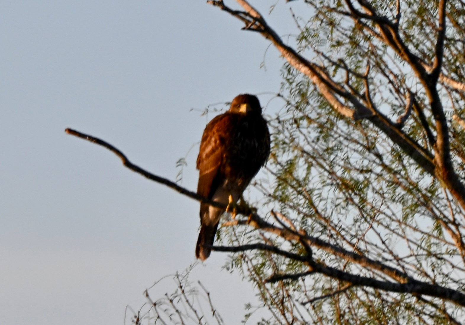 Parabuteo unicinctus (Temminck, 1824)