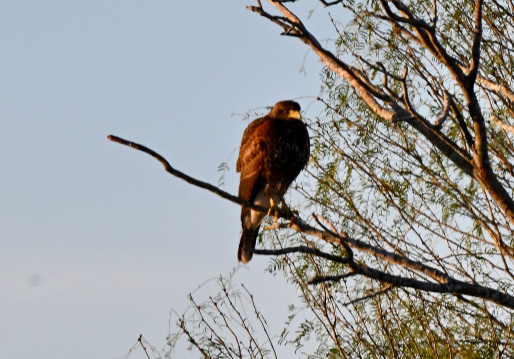 Parabuteo unicinctus (Temminck, 1824)