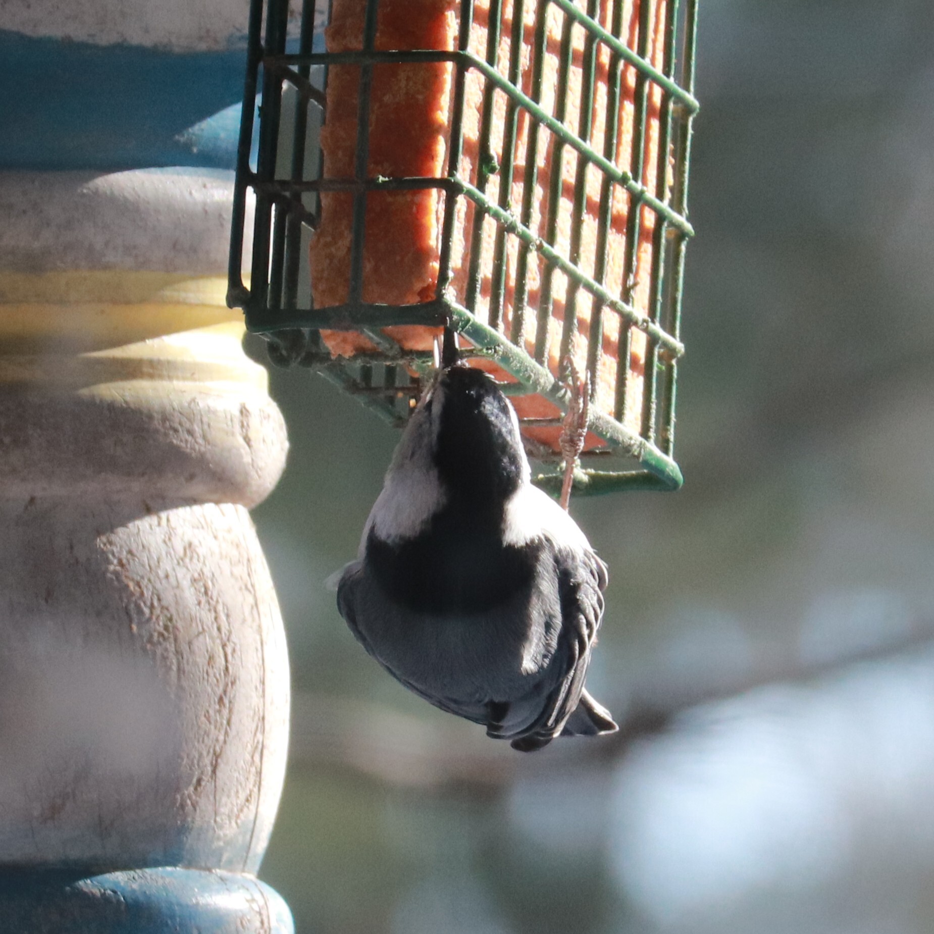 White-breasted Nuthatch (Sitta carolinensis), photo 1