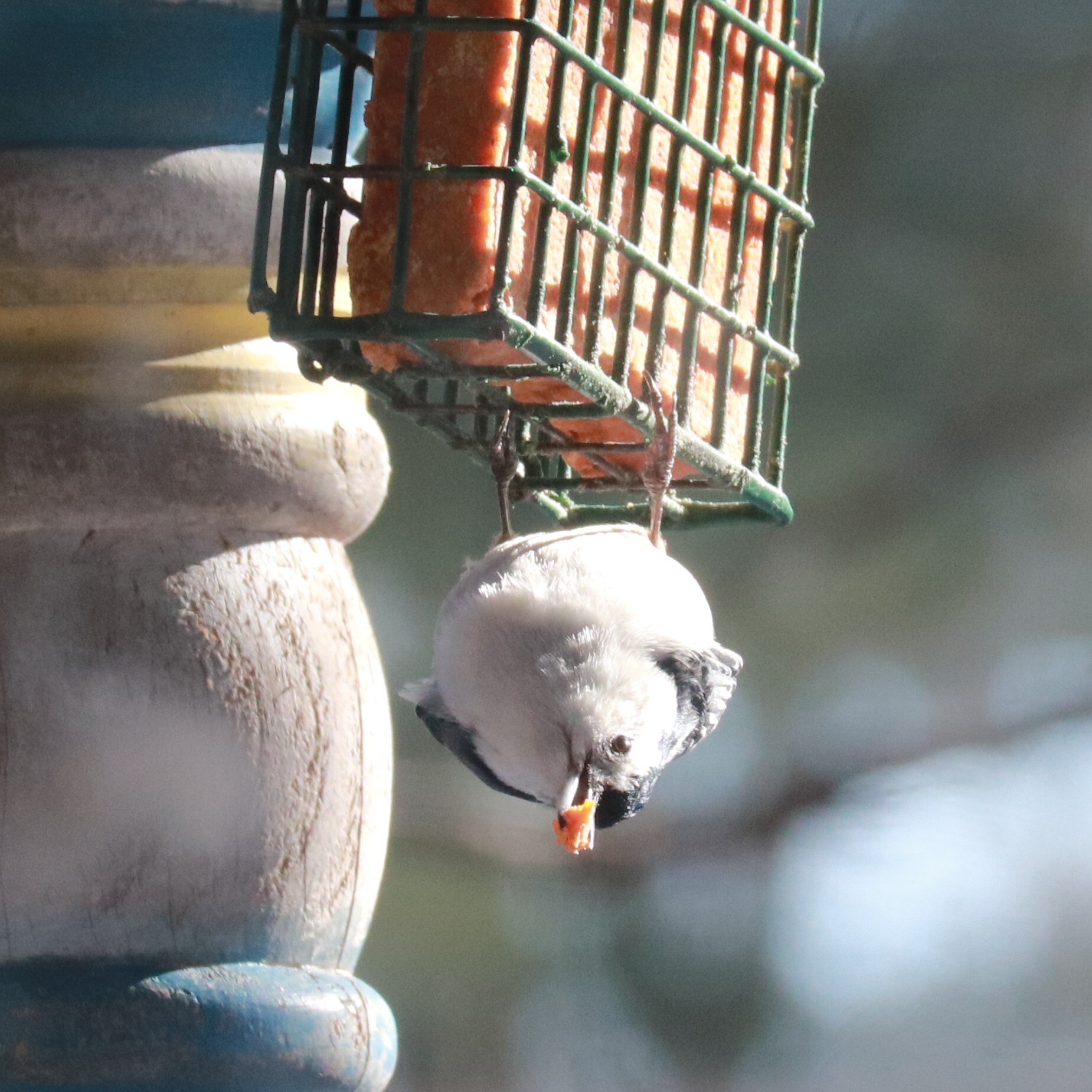 White-breasted Nuthatch (Sitta carolinensis), photo 2