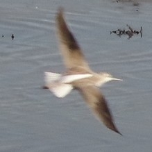 Common Greenshank (Tringa nebularia), photo 8