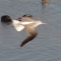 Common Greenshank (Tringa nebularia), photo 9