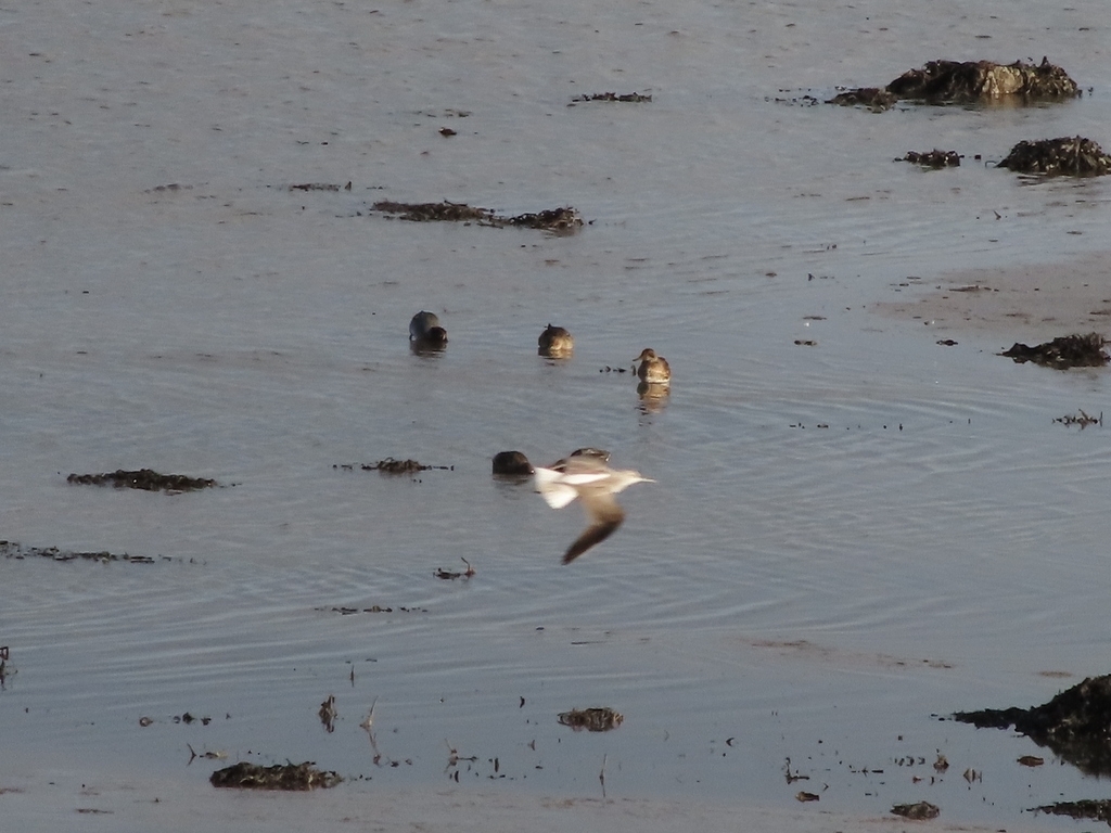 Common Greenshank (Tringa nebularia), photo 10