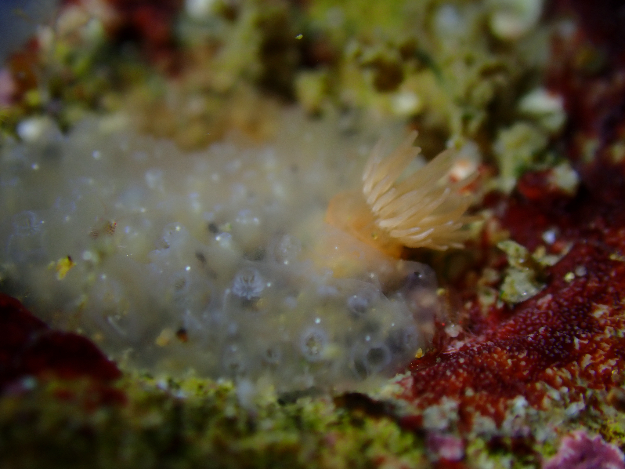 Diplosoma listerianum (Milne Edwards, 1841)