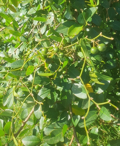 Foto de salsaparrilha