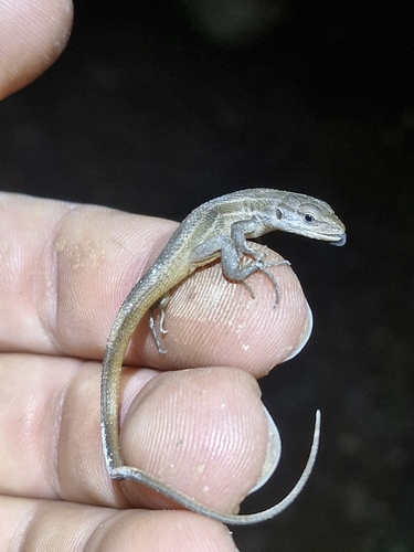 Large Psammodromus