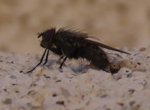 Unknown species found near Bernalillo County, NM, USA