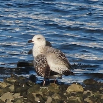 European Herring Gull (Larus argentatus), photo 5
