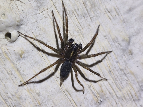 Lycosoides coarctata