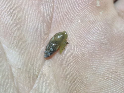 Ferussacia folliculum